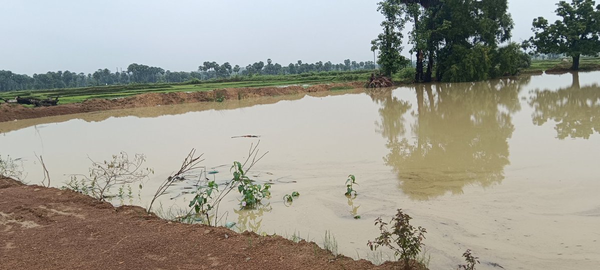 Sunilbehera95's tweet image. ବର୍ଷା ପାଣିରେ ଗାଁ ବନ୍ଧ ପୁରା ଟିମଟିମି ଆଉ ବେଙ୍ଗ ମାନଙ୍କ କେଁ କଟର ସବ୍ଦ! 😁 🐸