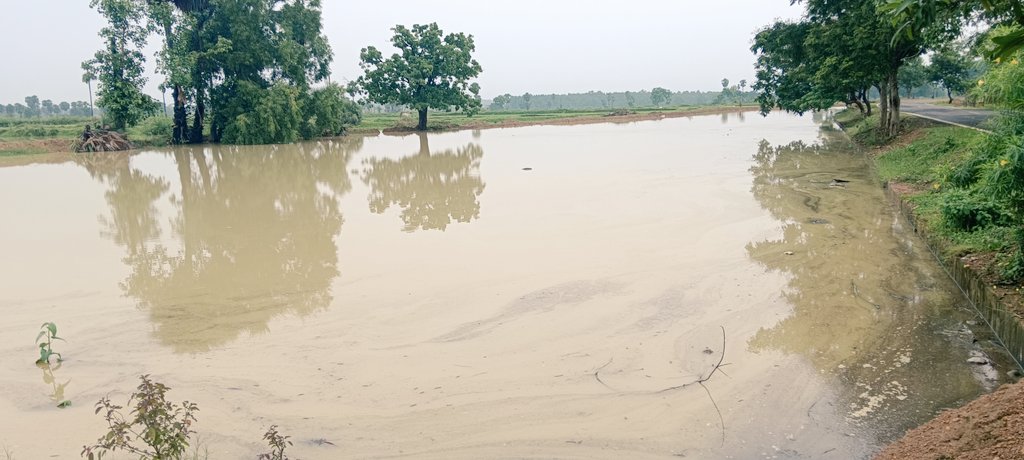 Sunilbehera95's tweet image. ବର୍ଷା ପାଣିରେ ଗାଁ ବନ୍ଧ ପୁରା ଟିମଟିମି ଆଉ ବେଙ୍ଗ ମାନଙ୍କ କେଁ କଟର ସବ୍ଦ! 😁 🐸