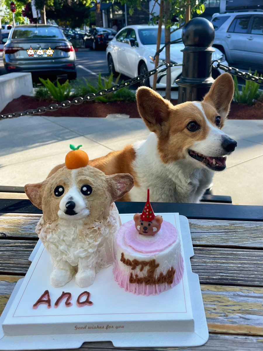 AnaTheCorgi's tweet image. I&apos;m 11 years old today.
#happybirthday #corgicrew