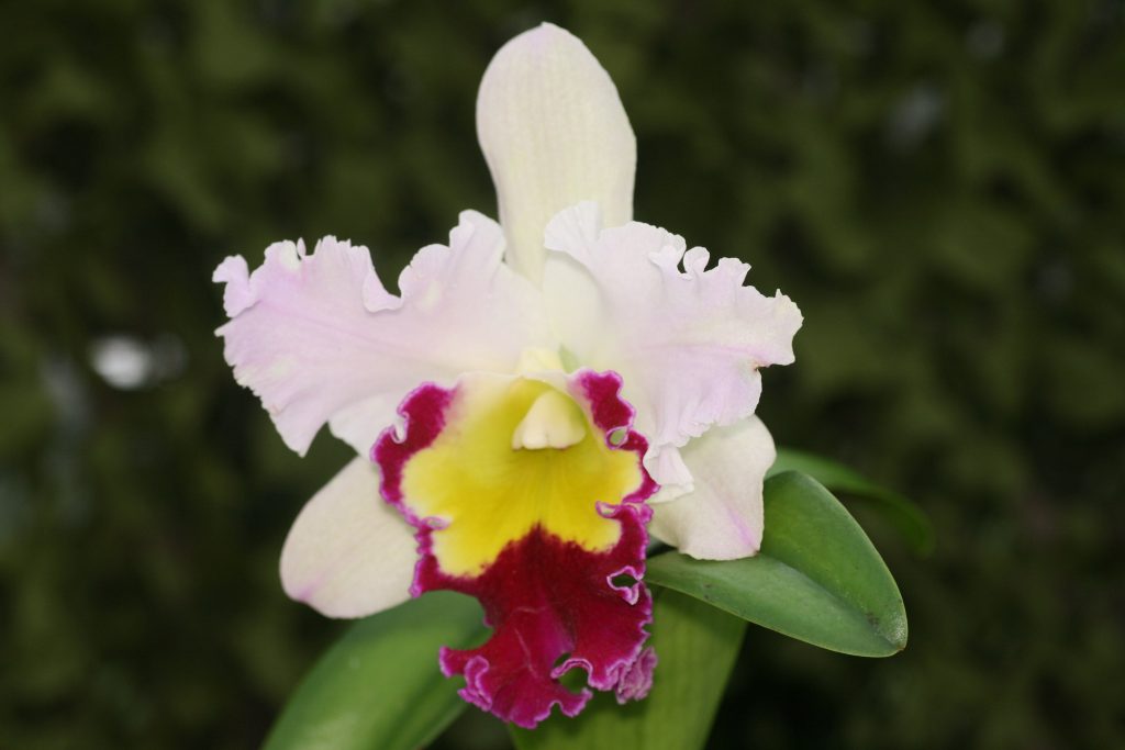 ConfidentialUn's tweet image. Blc Beauty Girl ‘C U Kova’ (Blc Port Green x Blc Chian Tzy Lass)
#orchids #plants