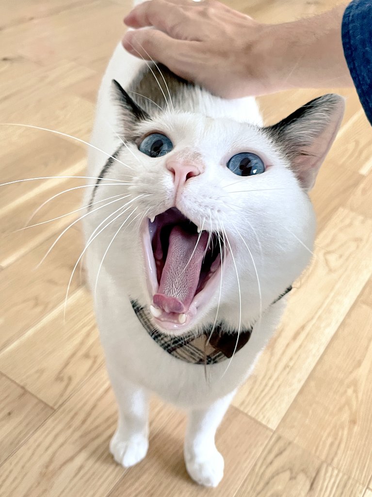 tsukune216's tweet image. ビックリするかもしれませんが、このアカウントのフォロワー数＝猫のアクビが好きな人の数です