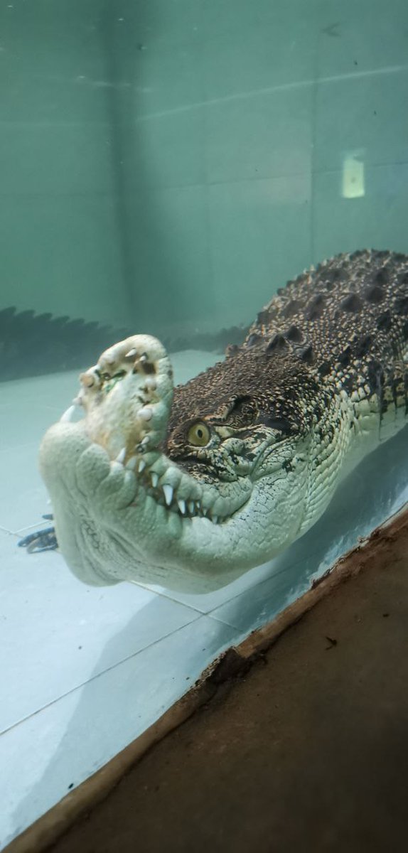 oodileSOL's tweet photo. Not just a mascot — Oodile is a movement. 🐊💚
Born in Sinka Zoo, raised by love, and powered by hope.
He’s speaking up for the animals still waiting for care, kindness, and justice.
Let’s be their voice.

#JusticeForOodile #OodileAndFriends #AnimalDefenders #SaveSinkaZoo #CurvedWithPride