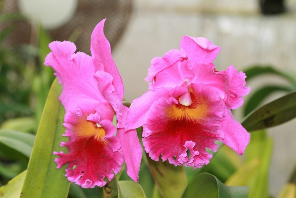 ConfidentialUn's tweet image. Blc Bryce canyon x Amy Warasugi (Rlc. Sweet Honey)
#orchids #plants