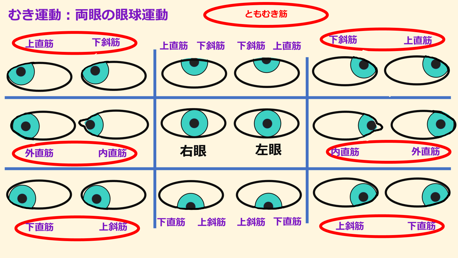 視能矯正学  視能訓練士 高品質の人気 視能矯正学 視能訓練士 眼科 健康・医学 - 健康・医学