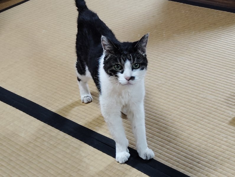 猫目 ゼクスZ／X】俊敏な猫目石キャッツアイ | トレカ販売 - トレマ