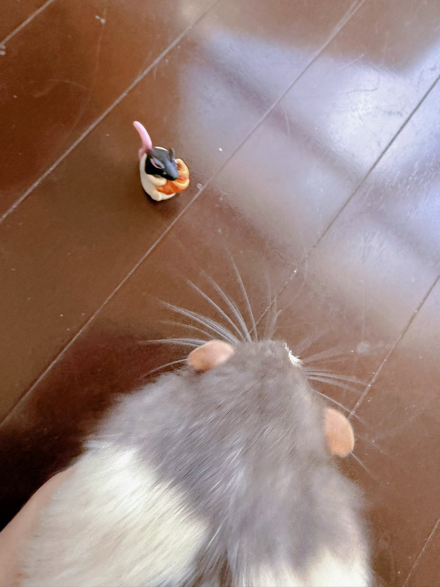 awa_mar0's tweet image. 黒フーちゃん届いた🐁🐀💘
めっっっちゃ綺麗な作りのフィギュアでたまげてる…ぽちゃっとしててかわいすぎる…🤤💟うちには黒フー居ないから一番近いリア君に見てもらったよ✨ちゅーしてた😂ギリカマレテナイ