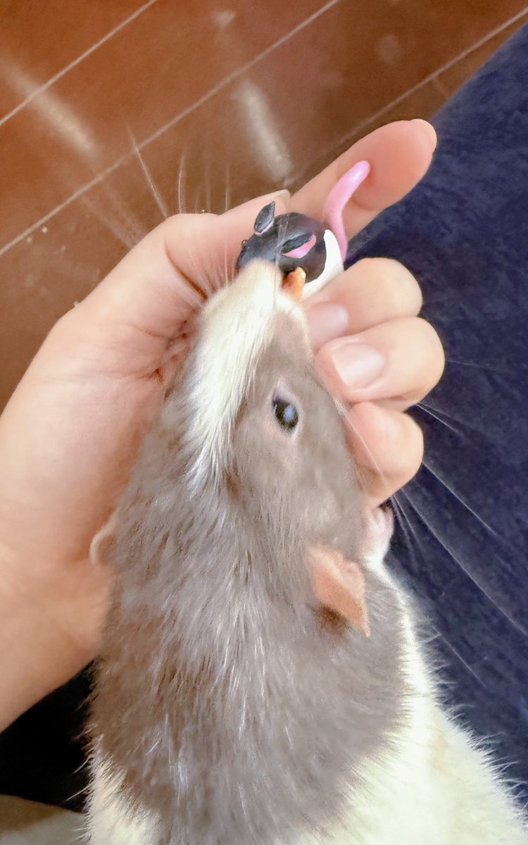 awa_mar0's tweet image. 黒フーちゃん届いた🐁🐀💘
めっっっちゃ綺麗な作りのフィギュアでたまげてる…ぽちゃっとしててかわいすぎる…🤤💟うちには黒フー居ないから一番近いリア君に見てもらったよ✨ちゅーしてた😂ギリカマレテナイ