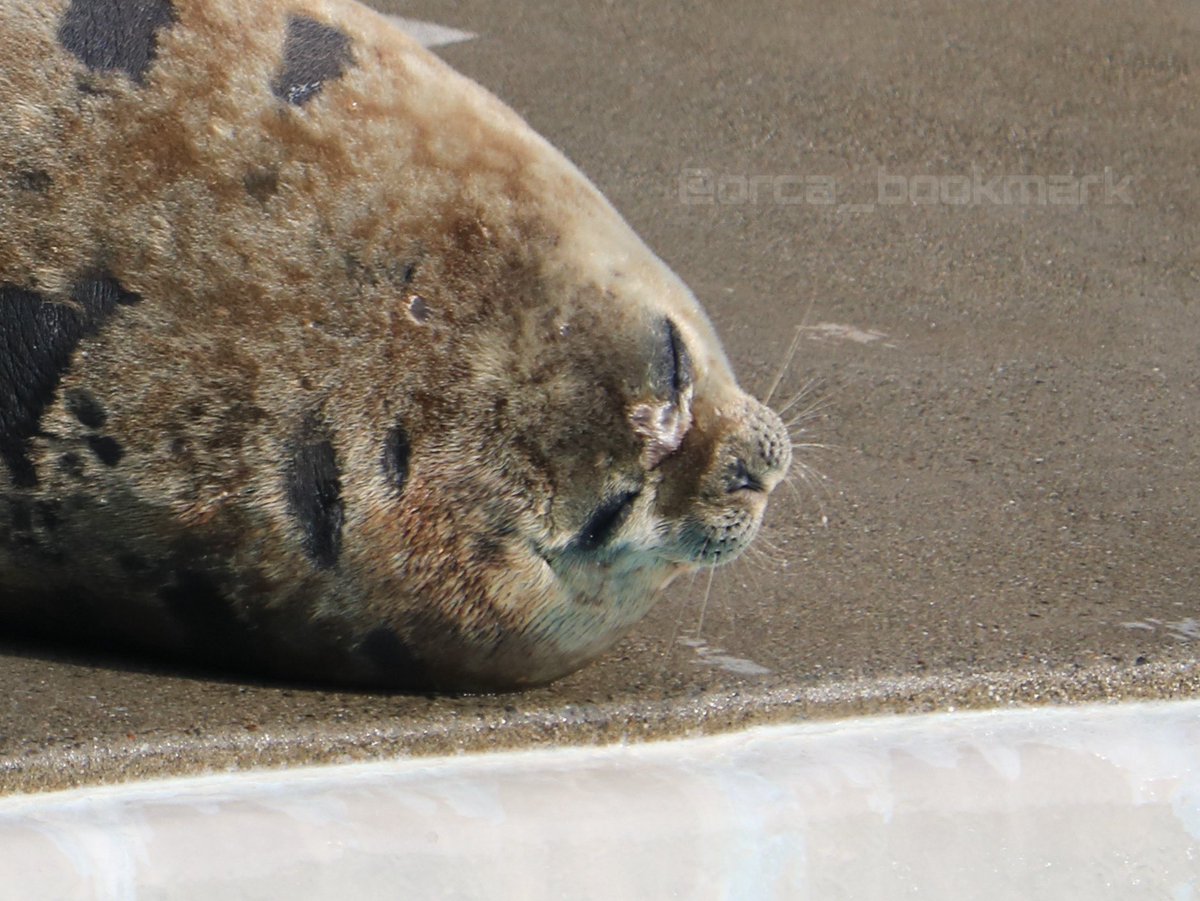 orca_bookmark's tweet image. 過去の写真遡ってたら

ω 

↑ここが可愛すぎるアルー様出てきたからみんな見て