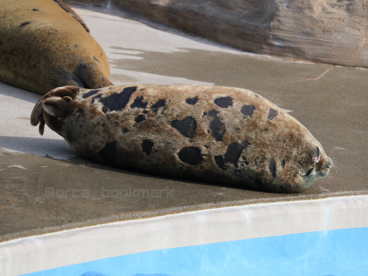 orca_bookmark's tweet image. 過去の写真遡ってたら

ω 

↑ここが可愛すぎるアルー様出てきたからみんな見て