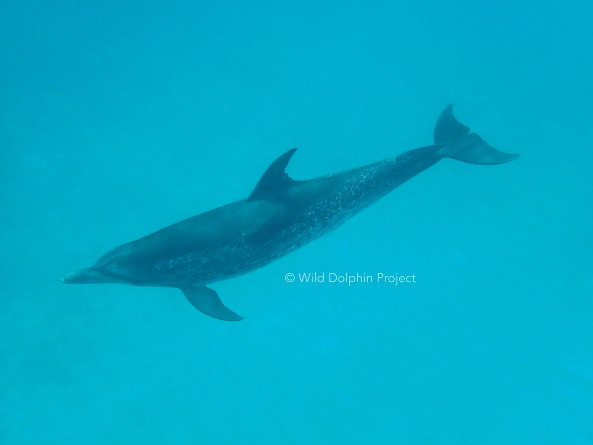 Meet Arugula 🐬 

We first met her as a curious little juvenile—now she’s grown up and part of the dolphin community we study each summer. One of the joys of long-term work is watching these animals grow, form bonds, and live their lives in the wild. 

 #dolphins