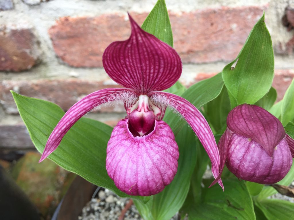 ConfidentialUn's tweet image. Cypripedium ‘Macra Pink’

#orchids #plants