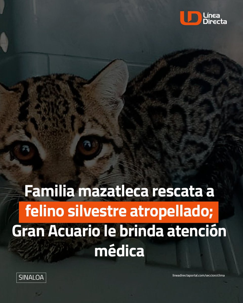 linea_directa's tweet image. Familia mazatleca 👨👩👦👦 rescata a felino silvestre 🐯 atropellado; Gran Acuario 🌊🐡 le brinda atención médica 🏥
ldportal.com/4femqcg
↪️ El felino fue encontrado en el municipio de Concordia, desde donde lo trasladaron al Hospital de Fauna del Gran Acuario, que lleva atendido…
