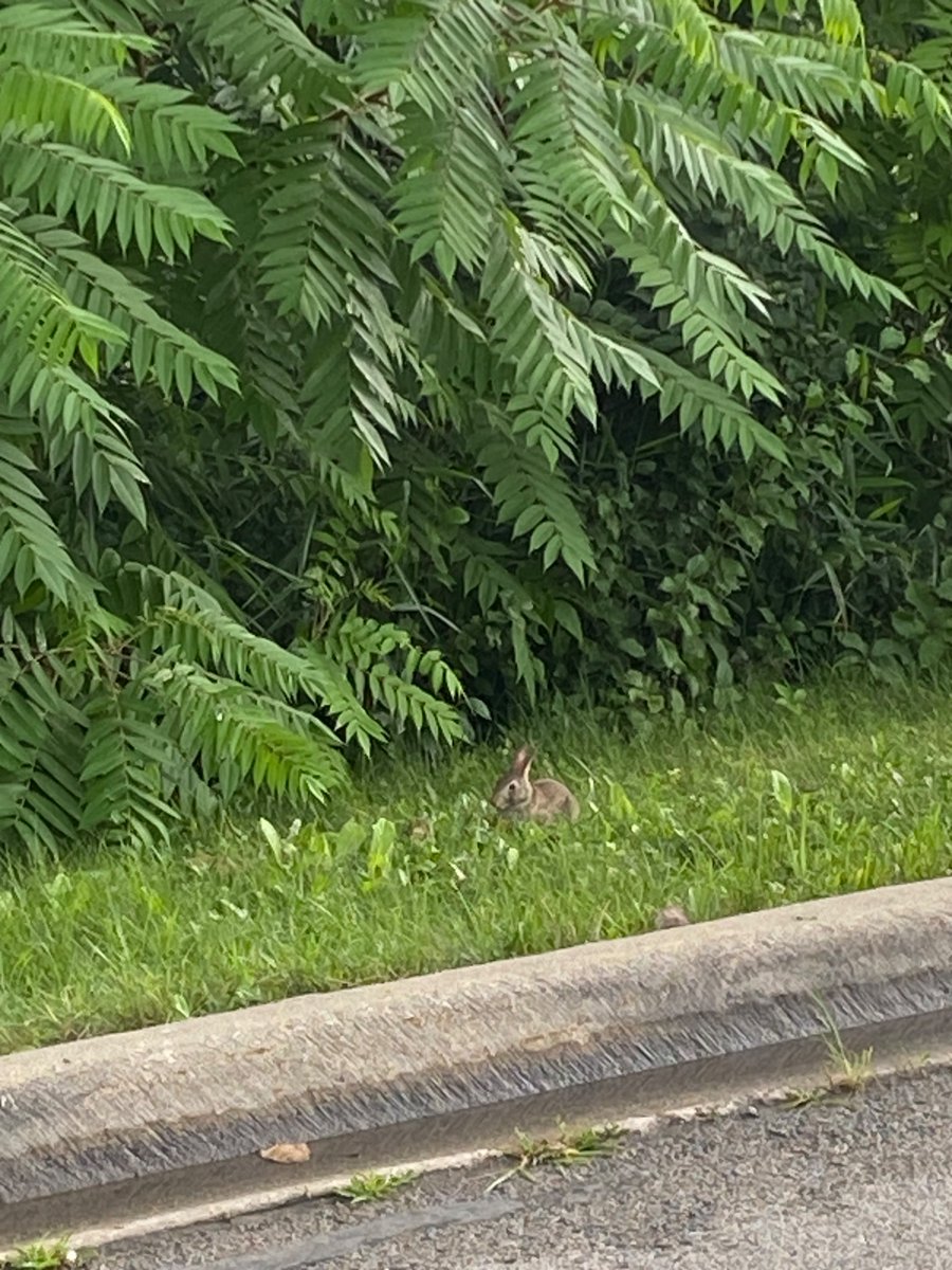 MJPiazza2's tweet image. I forgot how cute bunny rabbits are