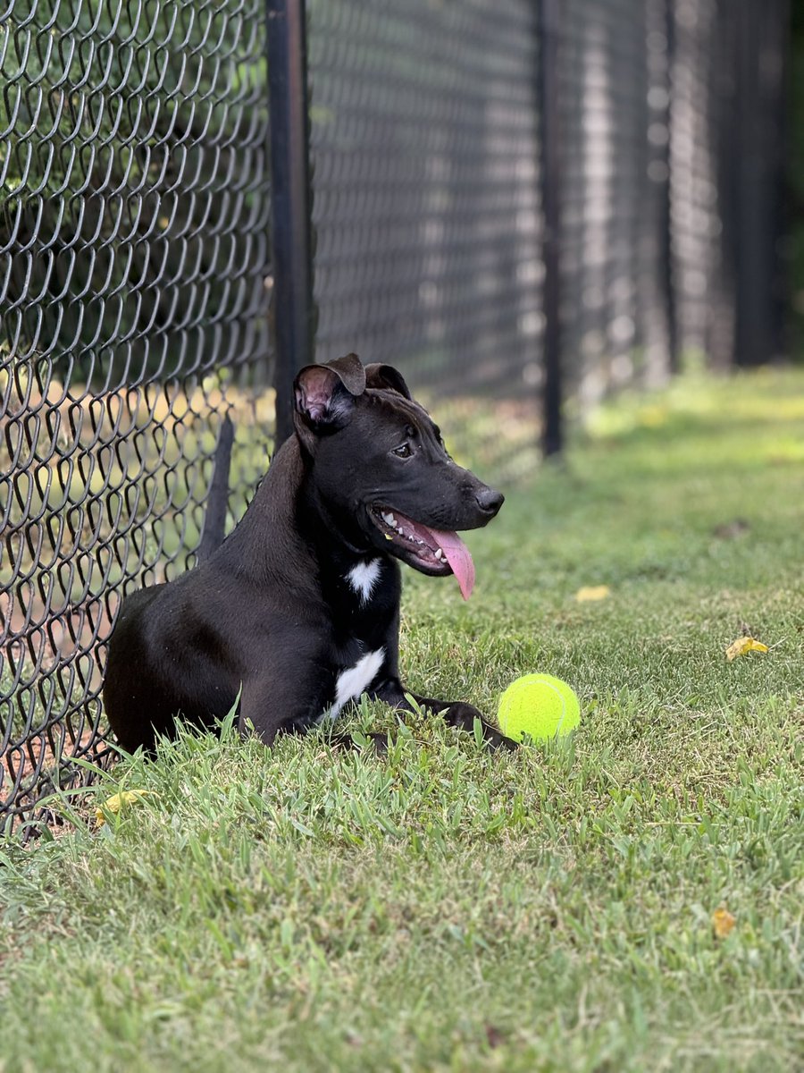 NickAllmaier's tweet image. Dog is now going in the crate on her own after some mild training. GOAT Molly