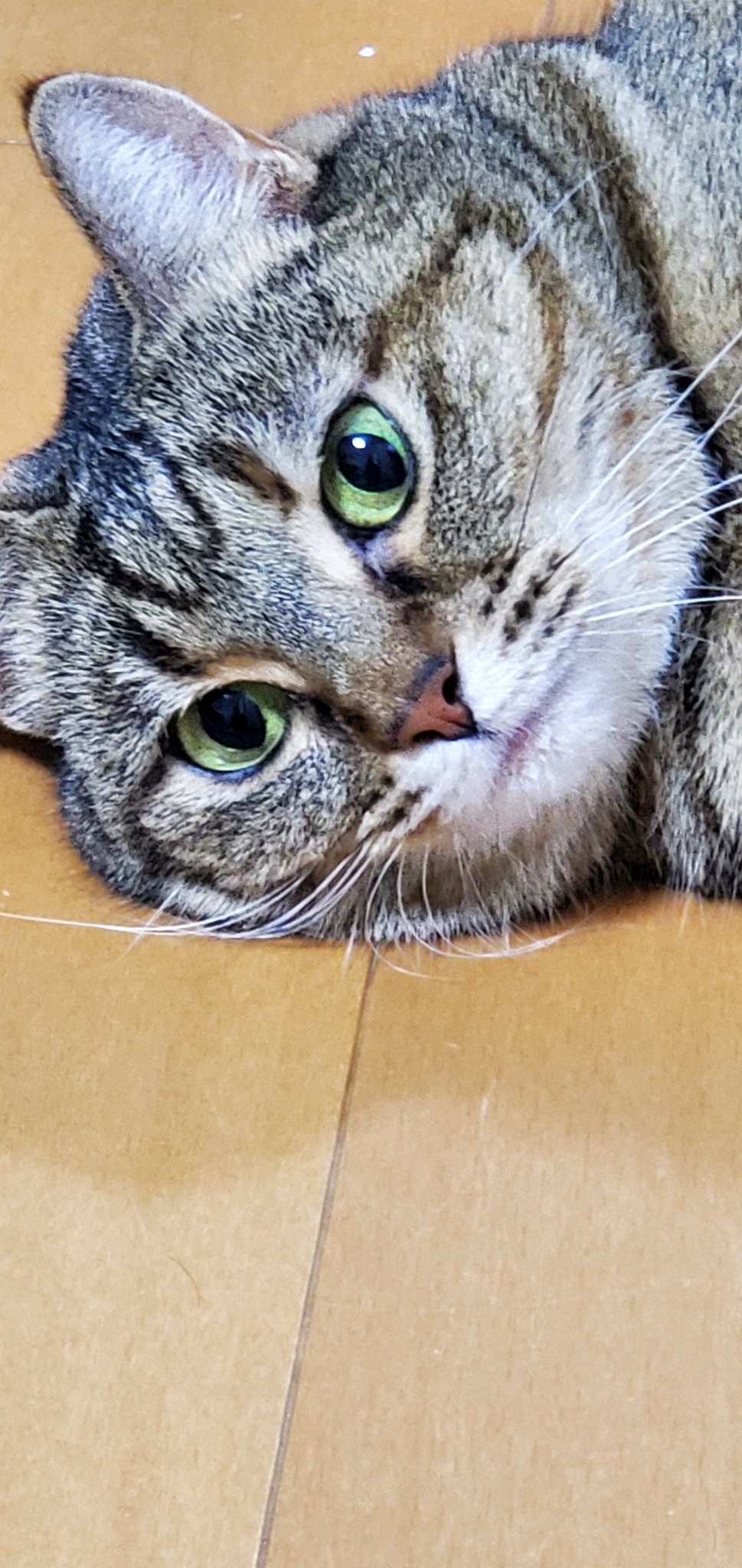 みーちゃんさん専用 みーちゃん (@pon3767) / X