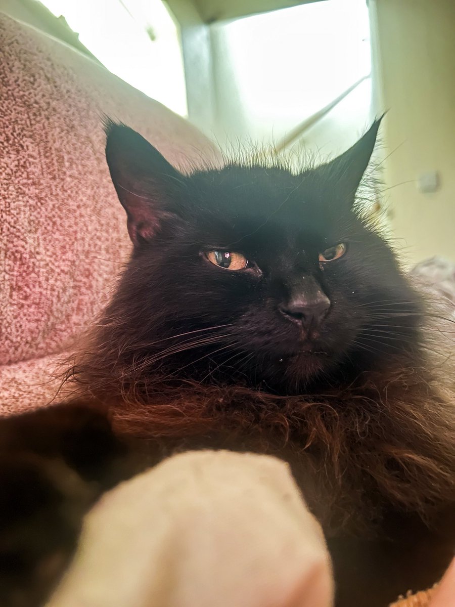 CaptainCabinetz's tweet image. Cat owners‼️

It’s been a year and a half… and I cannot get my two cats to live together in harmony.

90% of the time it’s fine, but it’s made one of my cats completely timid, shy, scared and unwilling to come for a cuddle half the time. I think it’s actually impacting her…