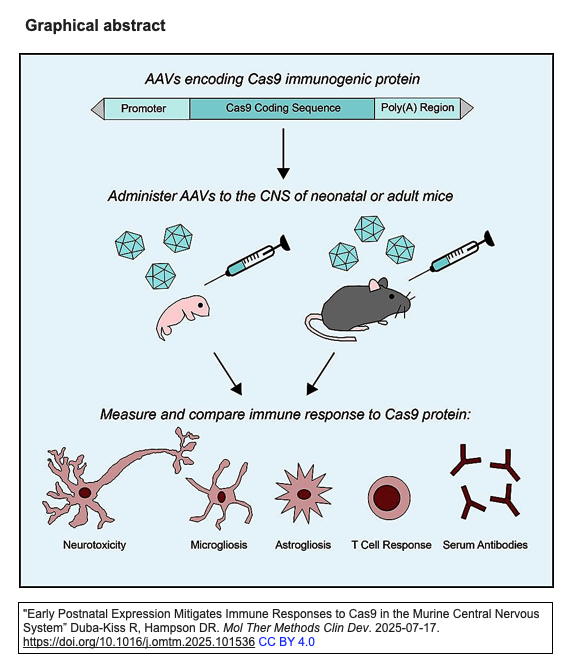 ScienceCrisp's tweet image. "Early Postnatal Expression Mitigates Immune Responses to Cas9 in the Murine Central Nervous System”
Duba-Kiss R, Hampson DR.
Mol Ther Methods Clin Dev. 2025-07-17.
doi.org/10.1016/j.omtm…
#CRISPR