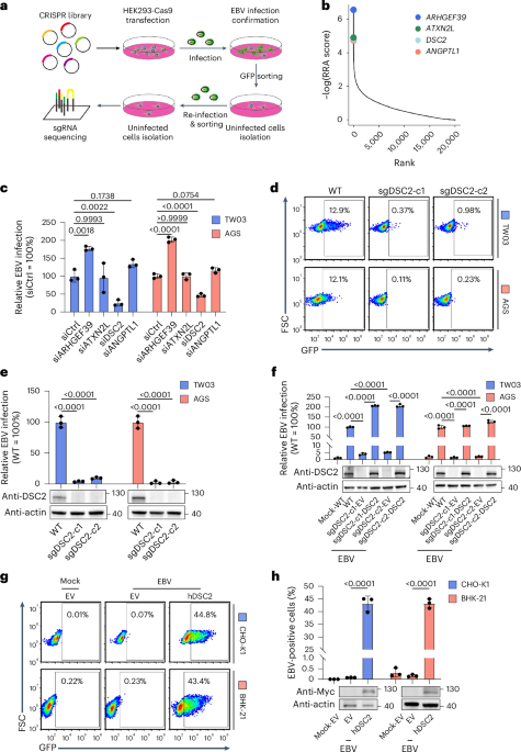 NatureMicrobiol's tweet image. Out Now! Desmocollin 2 is a dominant entry receptor for Epstein–Barr virus infection of epithelial cells bit.ly/3UtI5mS #Desmocollin2 #EBV #EpsteinBarrVirus