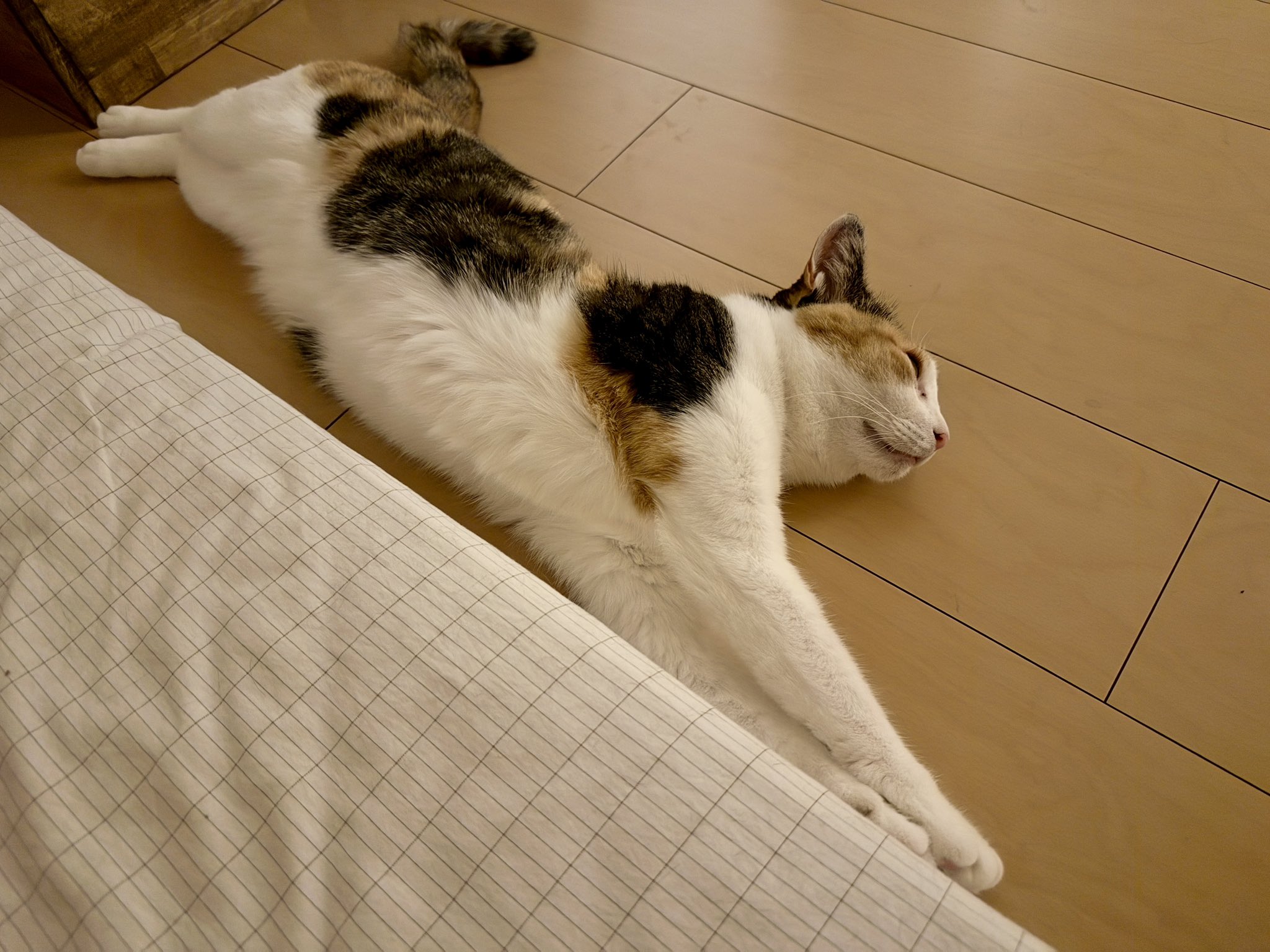 TAKI🐈‍⬛Cat Lover Creator on X: 