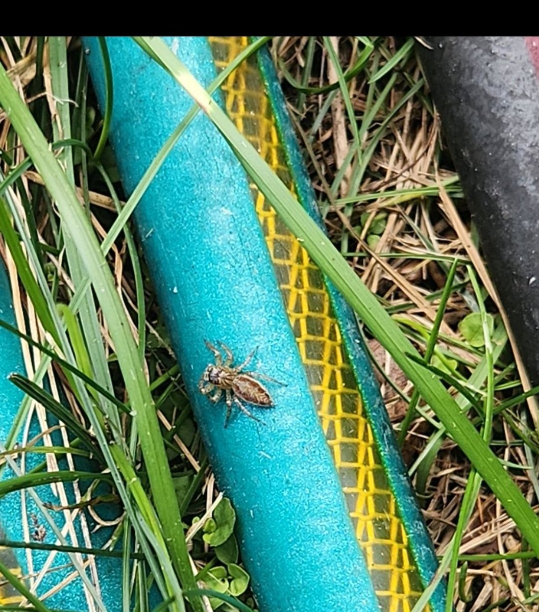 xoghostpilled's tweet image. beautiful female Maevia inclemens (dimorphic jumper) i found in my yard after work today!!