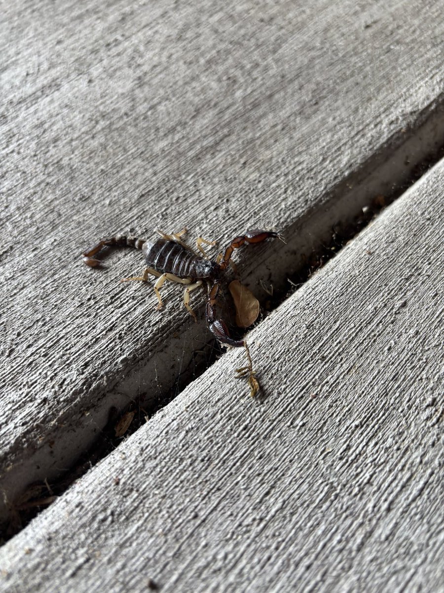 CAppropriated's tweet image. Second one I’ve seen since yesterday after not seeing them in years. A plague is upon me