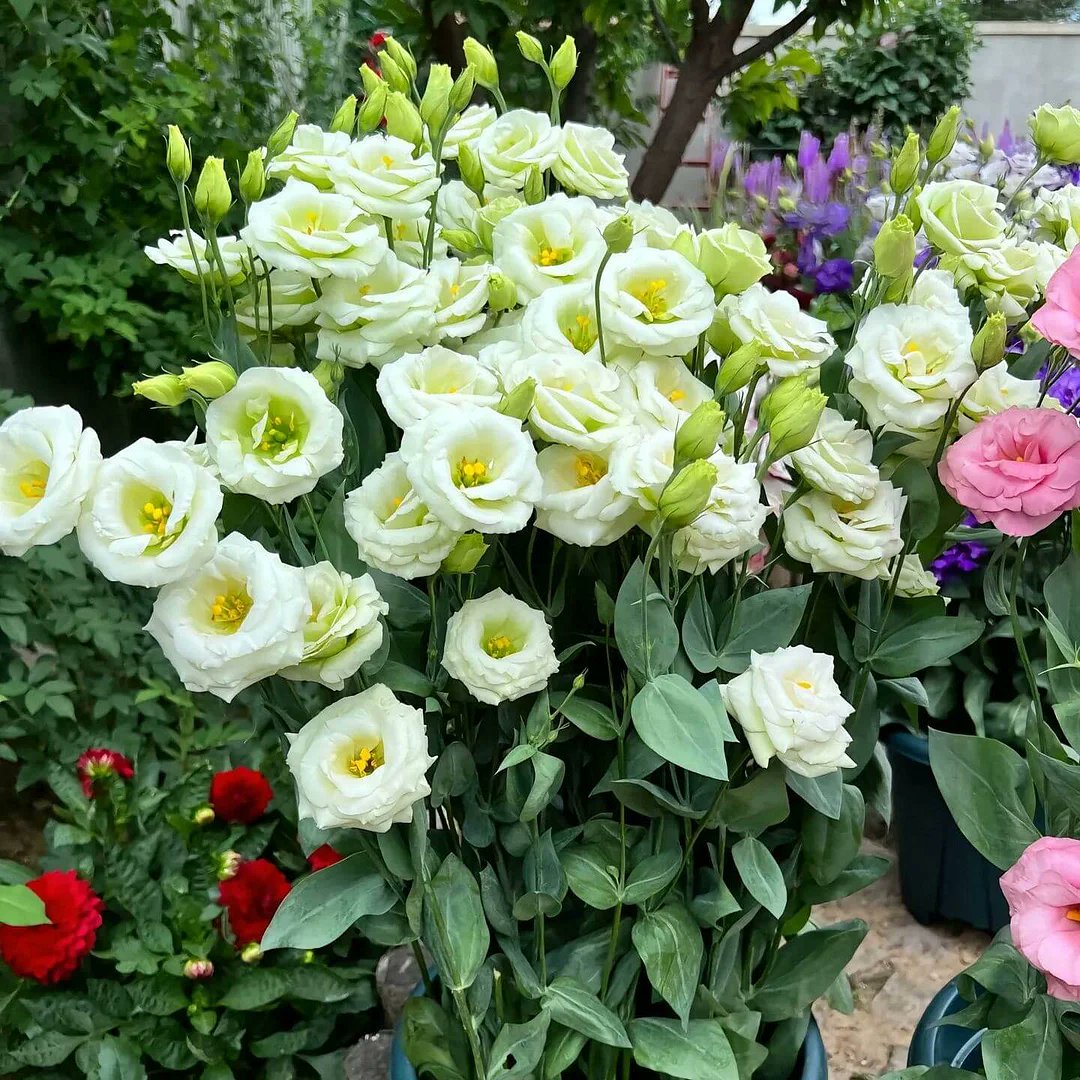 lhkjade921's tweet image. Enjoy summer sunshine  full bloom 🪺🎋🌹