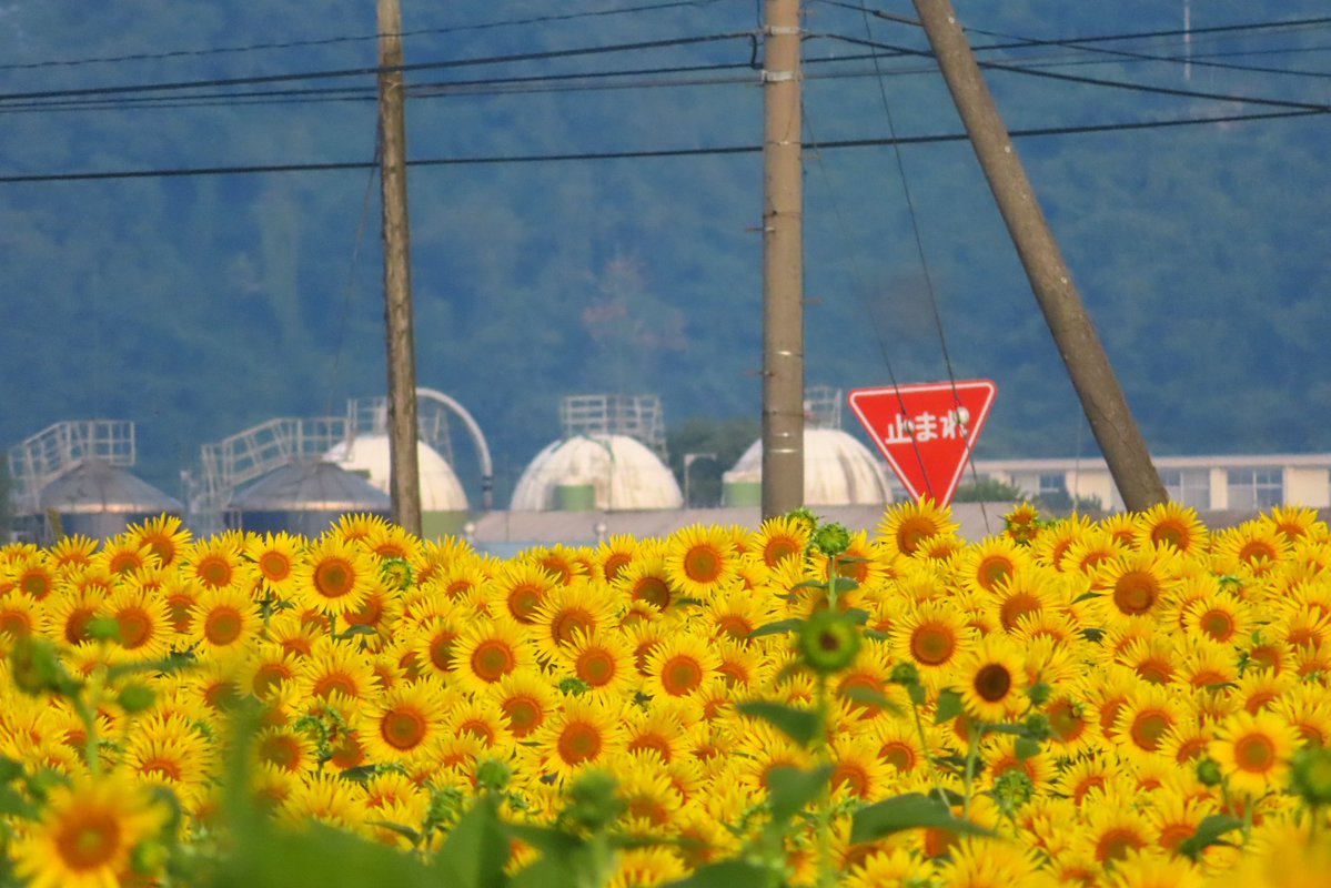 29doremifa's tweet image. 暑いの止まれ~⛔️🌻

屋外 室内関係なく 熱中症に気をつけてくださいね~🎐🥤🍋