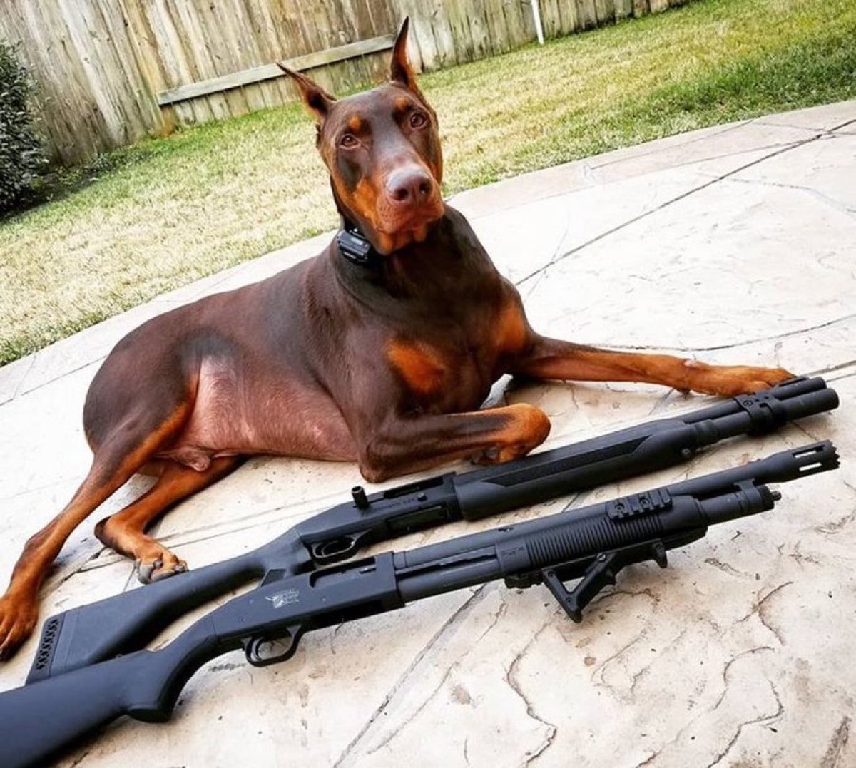 Mossberg tweet media
