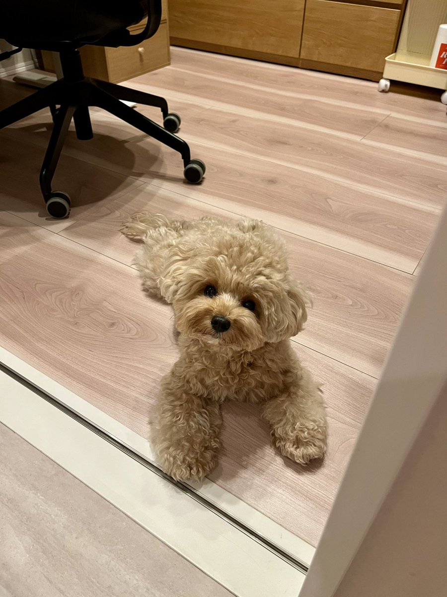 sorubis_yuka's tweet image. おはようございます✨
まよちゃん🐶の💩捨てに行ってる間にまよちゃんにお布団取られています🛌
しかしそれすら可愛いので、やはり世の中可愛いが正義なのかもしれない、とまよちゃんを見ていたら思います🫧
(写真は昨日の夜のまよちゃん🐶)