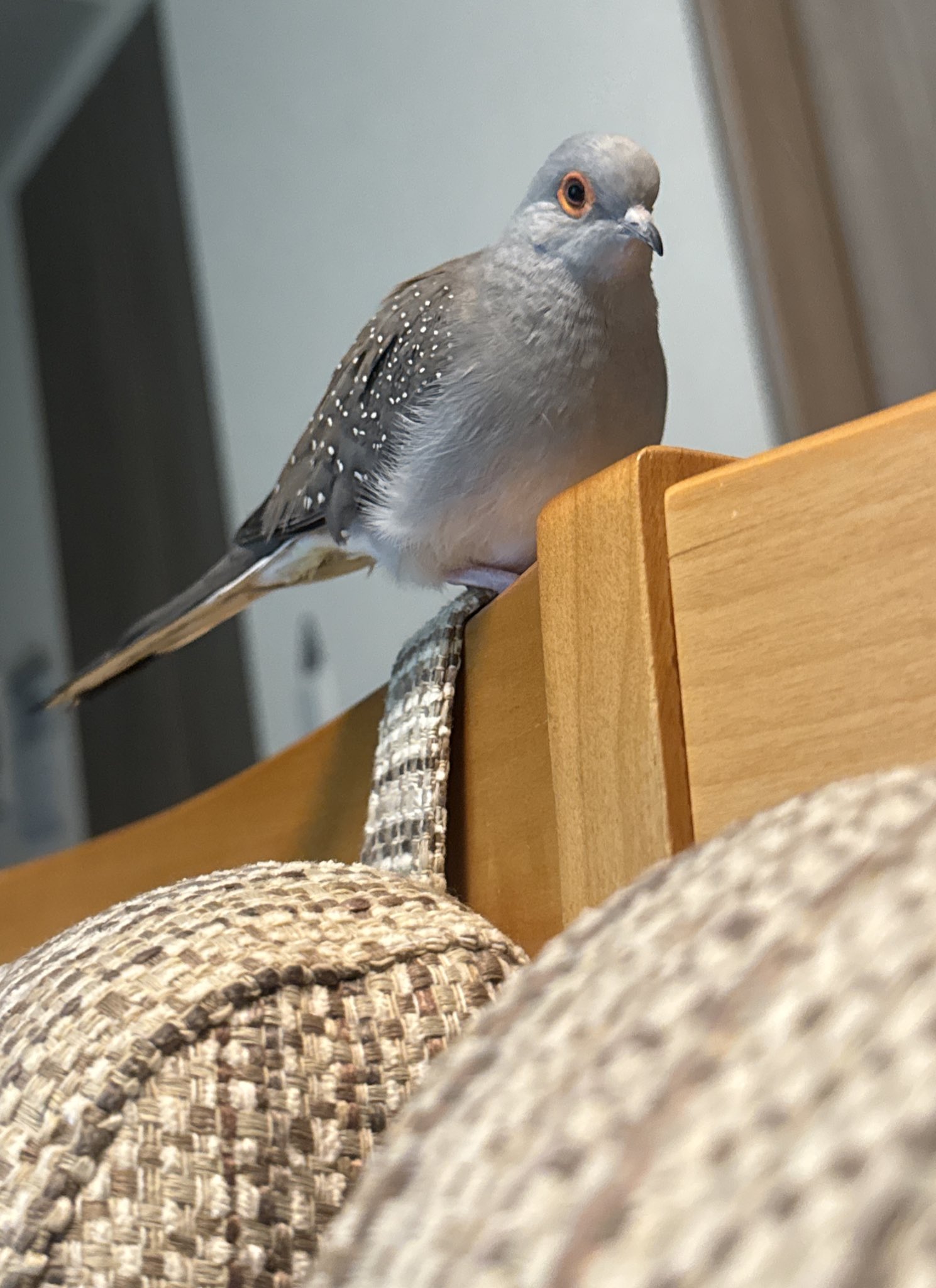 さんぽっぽ（薄雪鳩.ウスユキバト.Geopeliacuneata.Diamonddove