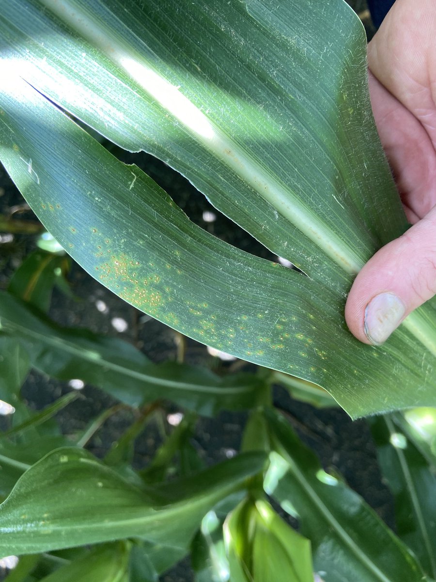 Found Southern Rust today in Murray County, MN near Fulda