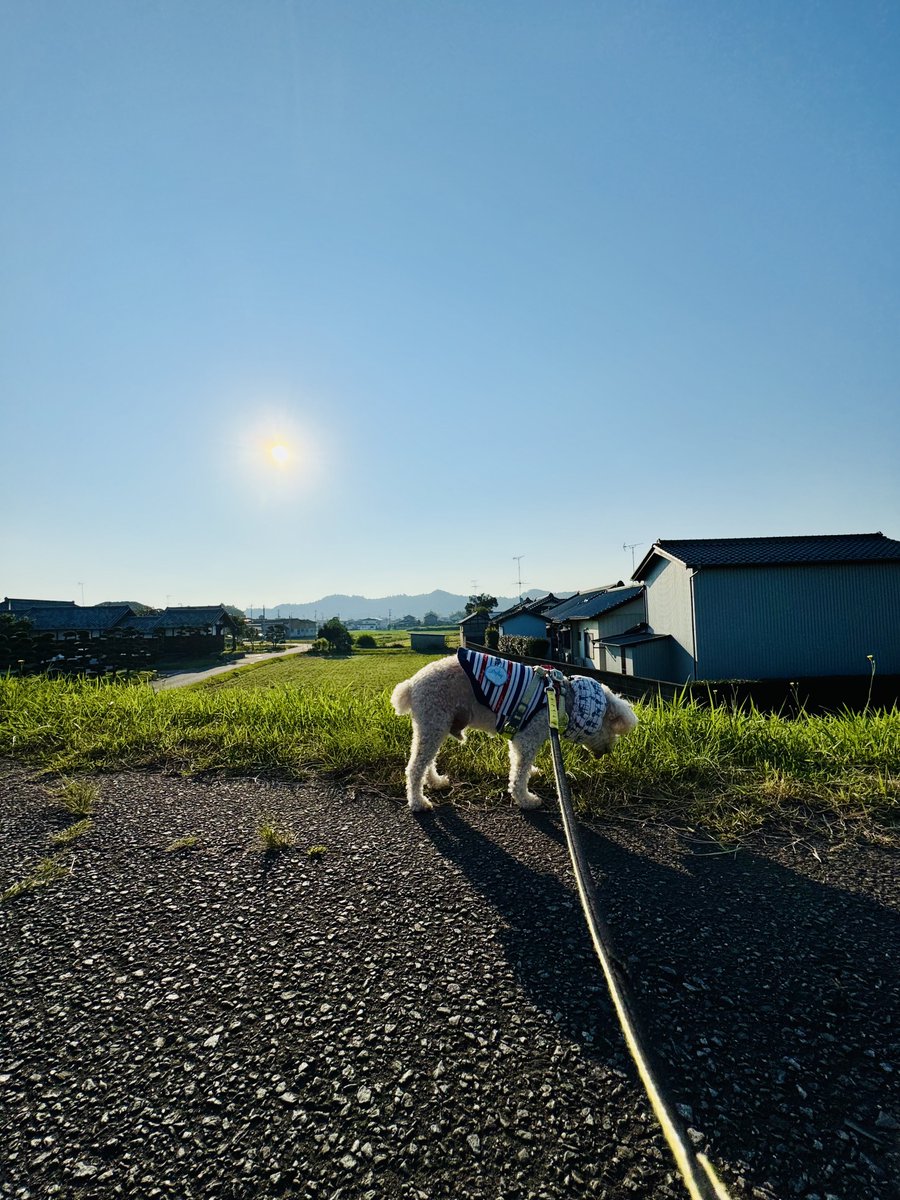 おはようございます、今日も太陽元気な #いわき の朝
気温26℃、湿度87%、日中32℃、🌤️→☁️の予報
そろそろ、まとまった雨が欲しいですね、夏井川もそう言ってそうなくらい、水がない💦
今日も暑さ対策しっかりと、良い一日を、よろしくお願いします

#空ネット #シェア天 #福島撮影隊 #散歩 #わんこ