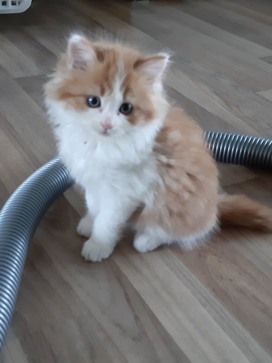Neasper's tweet image. Kitten of positivity