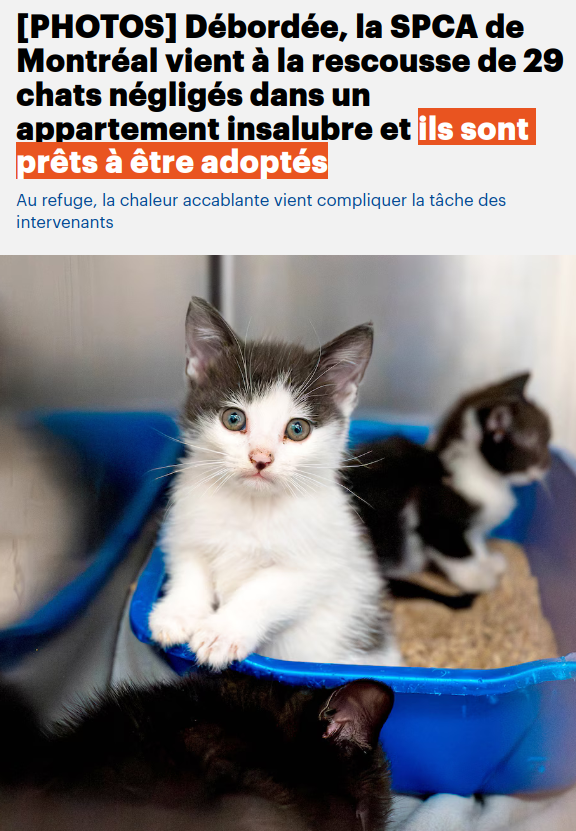 indecrassableqc's tweet image. Adoptez ces magnifiques minous, prenez-en très soins et surtout AUCUN DÉGRIFFAGE!
@SPCAMontreal