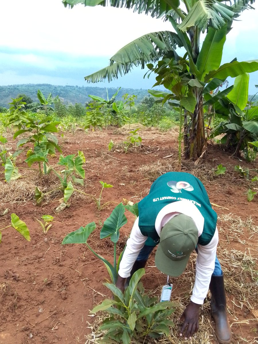 DalilaLtd29918's tweet image. To all the hardworking farmers, may your weekend be filled with joy, rest, and the satisfaction of a job well done. Wishing you a happy weekend from Dalilla family company Ltd, and may your fields flourish!
#GrowFromYouth
@DalilaLtd29918