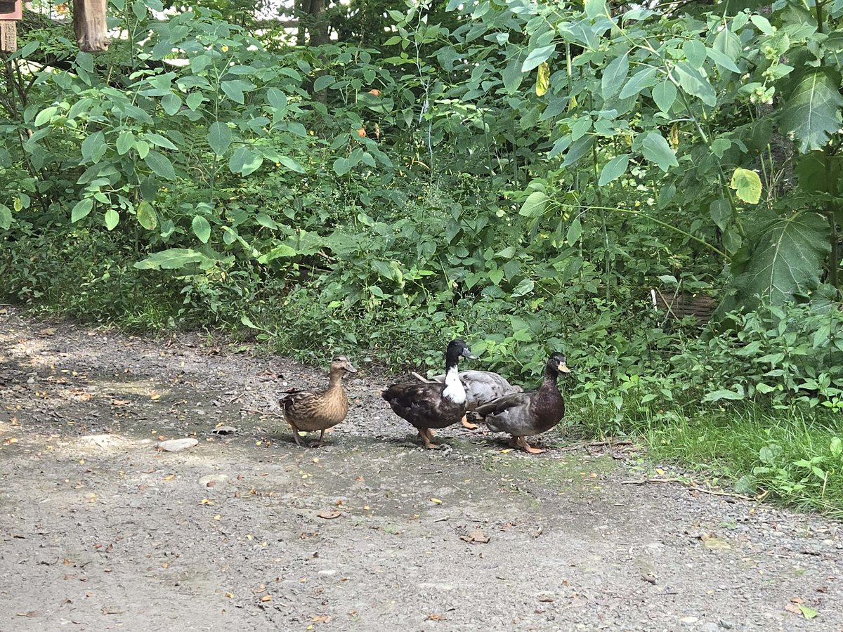 minticloud's tweet image. cute duck clique I saw outside a book store