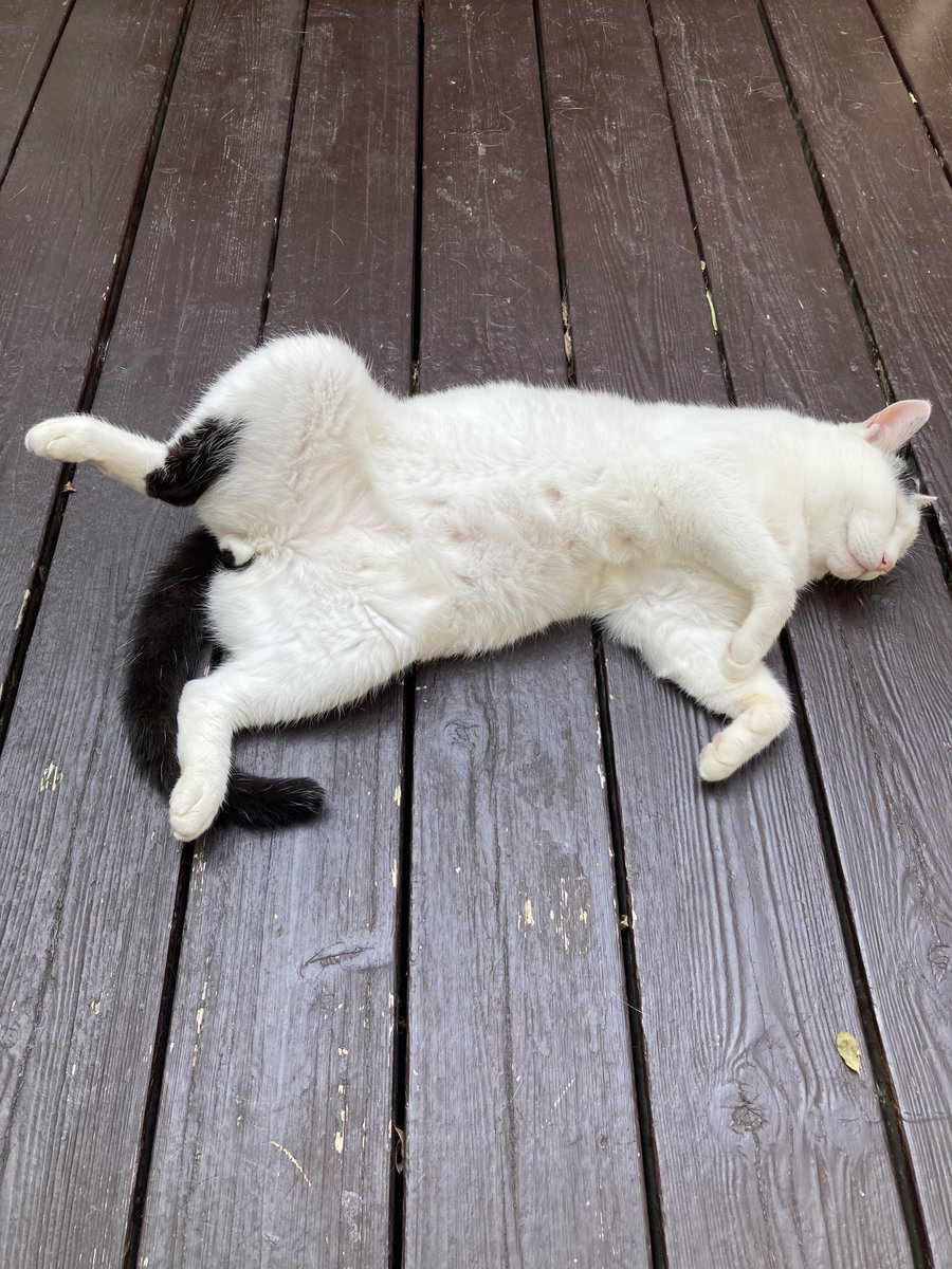 petbaka's tweet image. 絶対に日焼けしない日光浴。