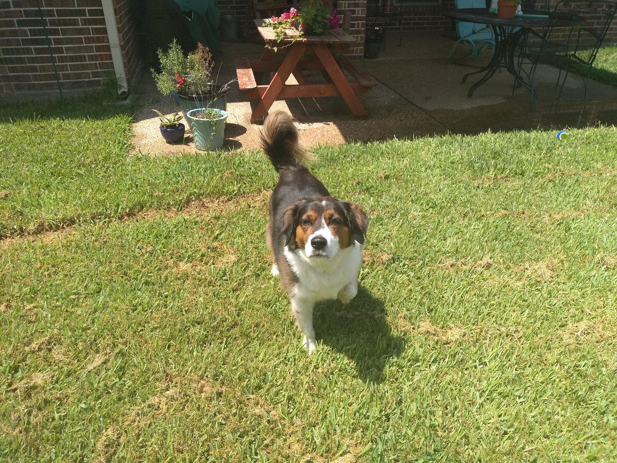 DFWStormChasing's tweet image. Today is unfortunately the last day with our sweet girl, Venus.
She has a cancerous tumor and unfortunately is going to need to be put down tomorrow.
Godspeed, beautiful girl ❤️❤️