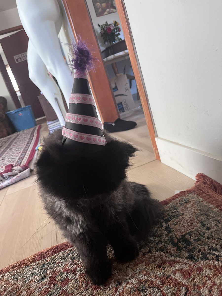 aboyandhisd0g's tweet image. btw gizmos bday was recently too here is him in the hat i made him :) when earl wakes up from nap he will also get a party hat
