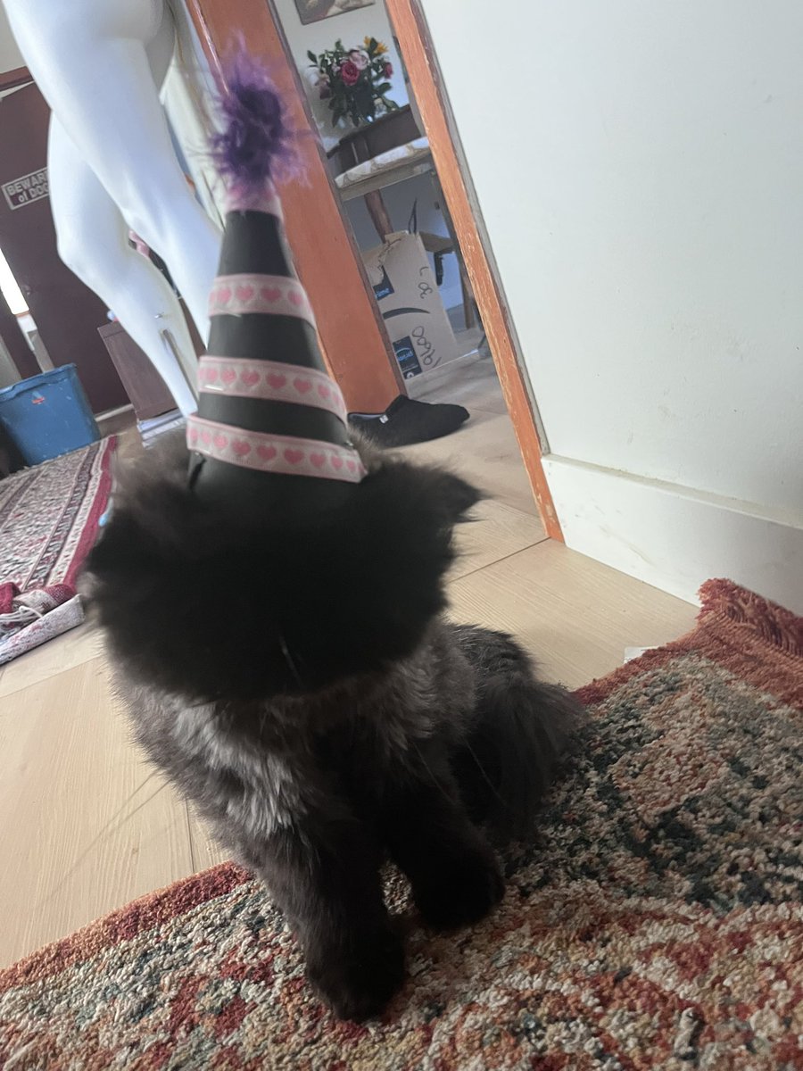 aboyandhisd0g's tweet image. btw gizmos bday was recently too here is him in the hat i made him :) when earl wakes up from nap he will also get a party hat