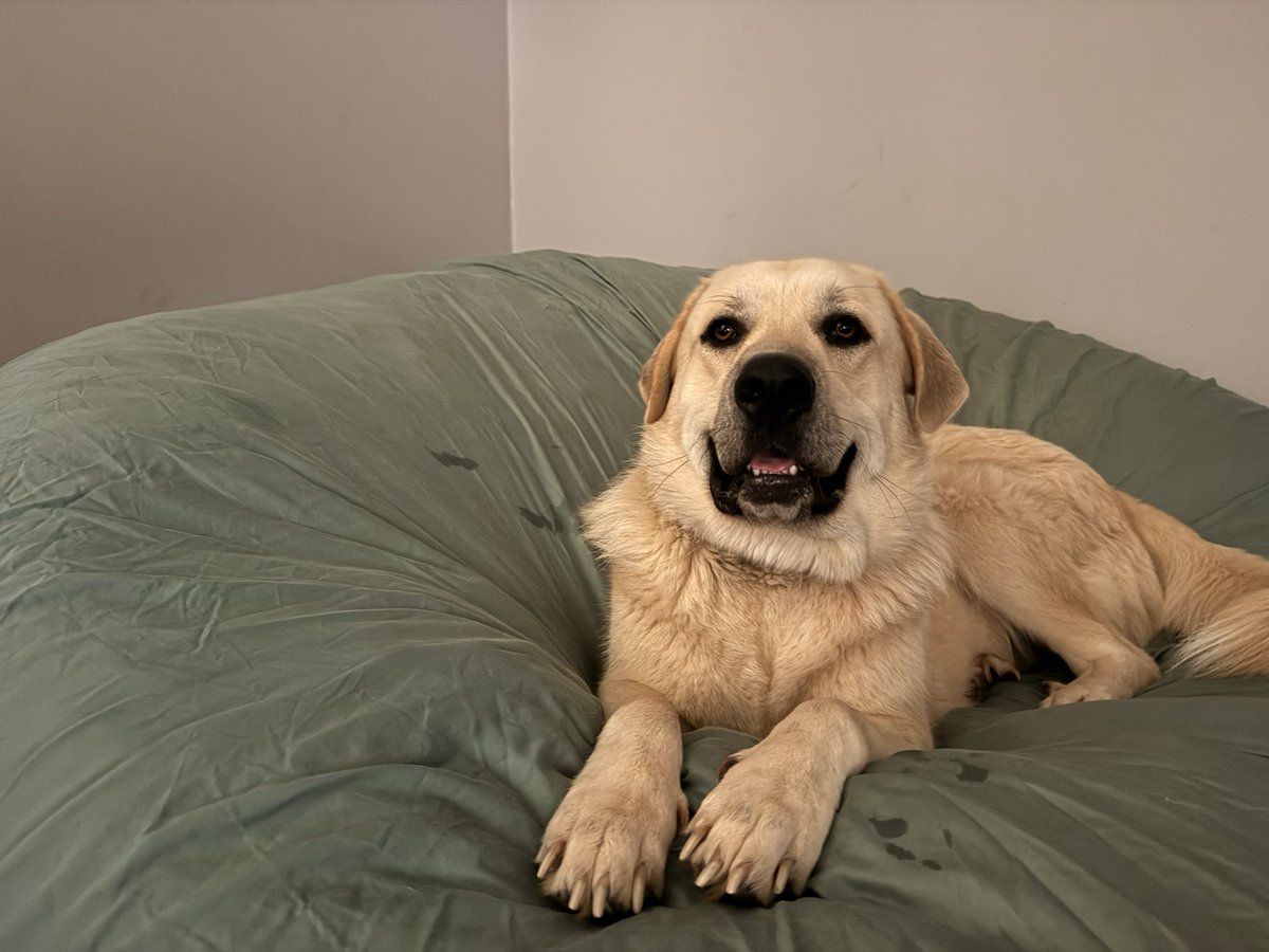 FOTUS's tweet image. 🚨 BREAKING NEWS 🚨

Veterinarians are baffled as Liam the dog is officially diagnosed with a newly discovered behavioral phenomenon:

Snack-Selective Hearing Syndrome (SSHS) — a rare but hilarious condition.

🧬 Symptoms include:

Total deafness when hearing “Come inside,” “Bath…