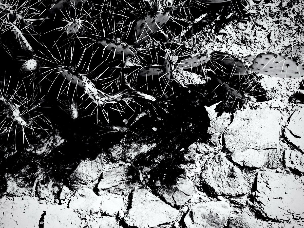 pointed
#arizona #desert #cactus #bnw