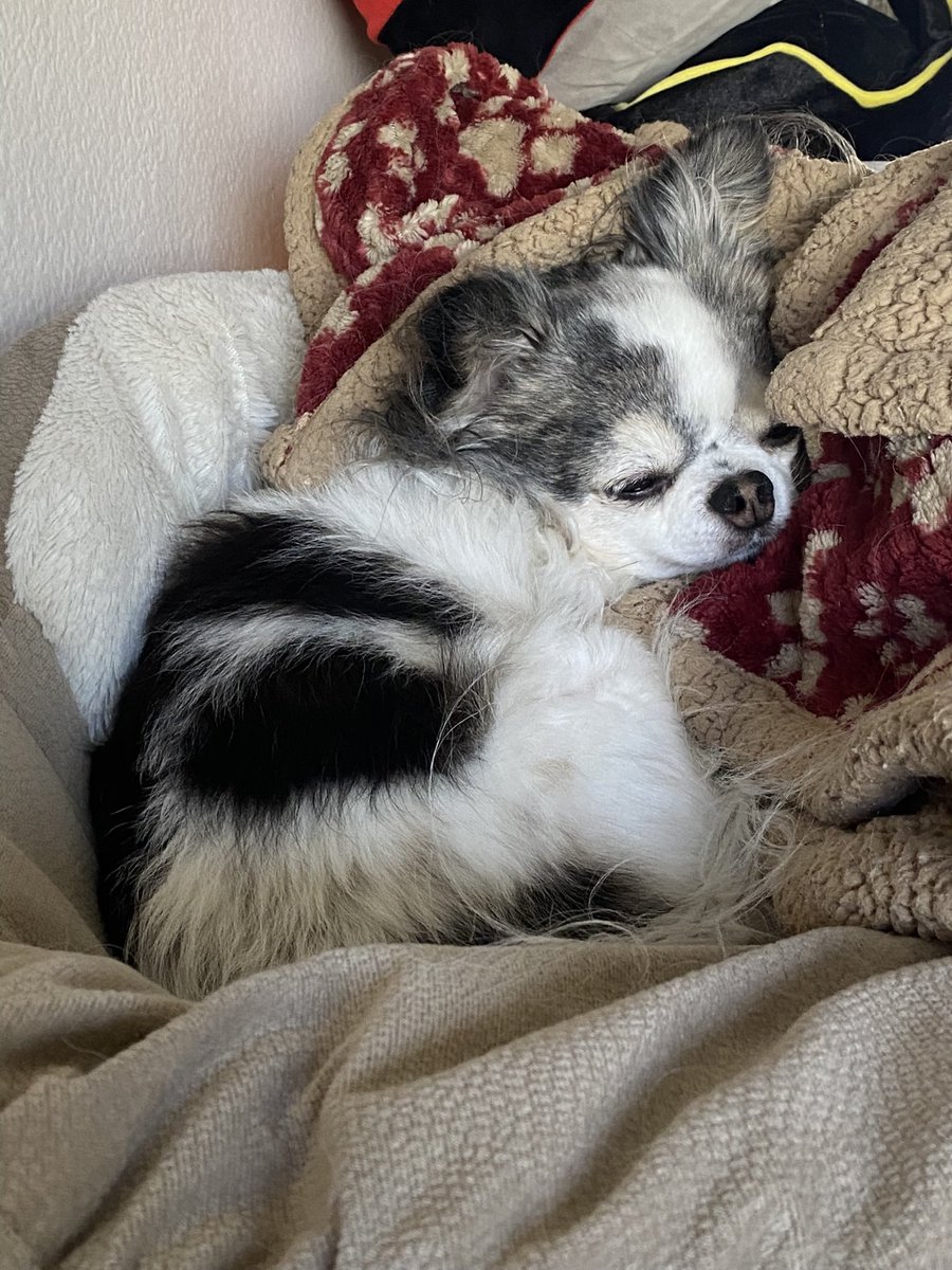stonershelb's tweet image. My heart hurts everyday thinking about you 🕊️
The most beautiful boy in the whole wide world