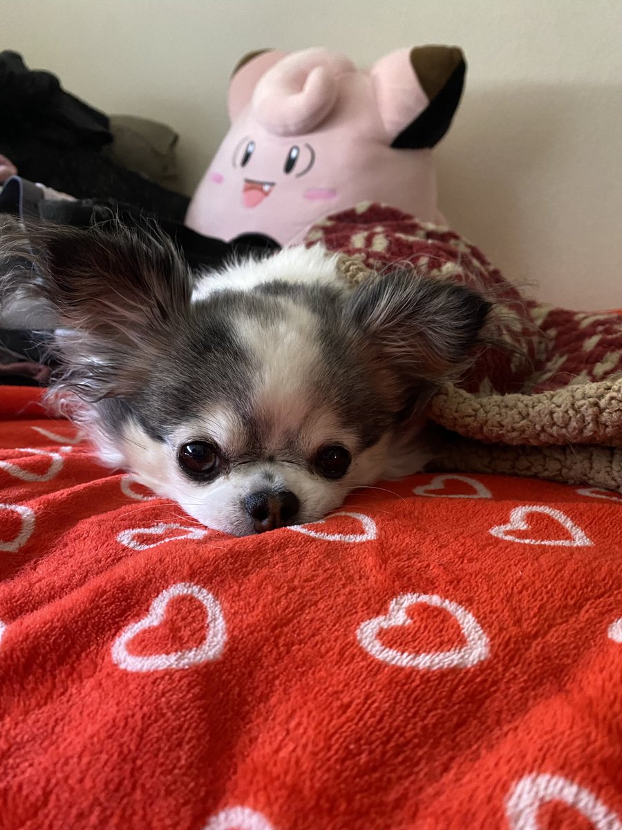 stonershelb's tweet image. My heart hurts everyday thinking about you 🕊️
The most beautiful boy in the whole wide world