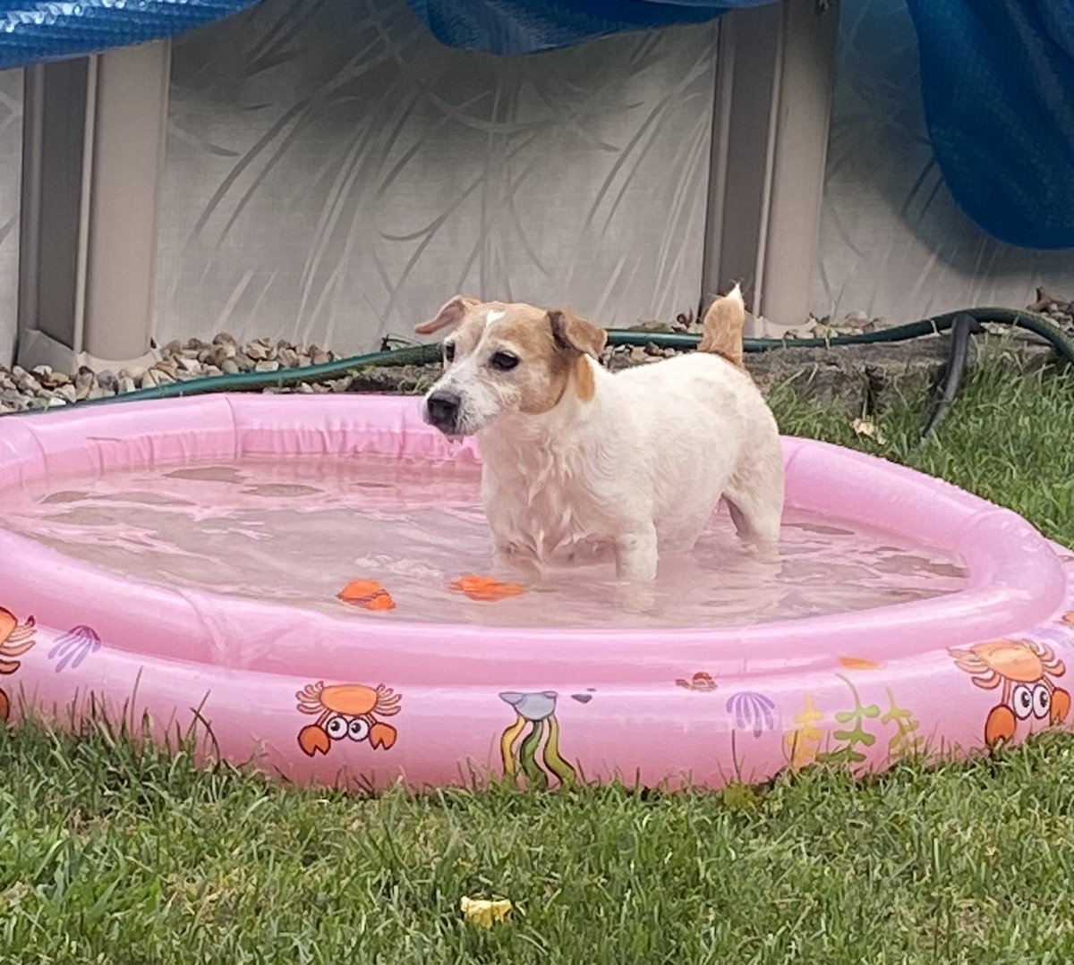 DaisyMaeJack's tweet image. Aaaaaahhhhh 🐾♥️ #coolinthepool #poolball #dogsofX