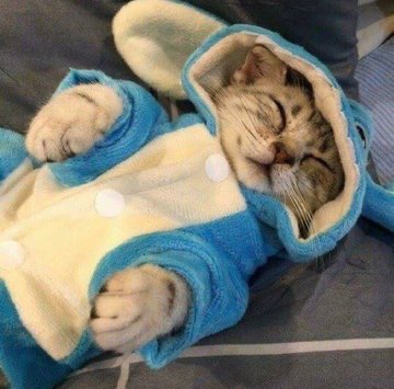 The Cats 𝕏 (@thecatsx) on Twitter photo 