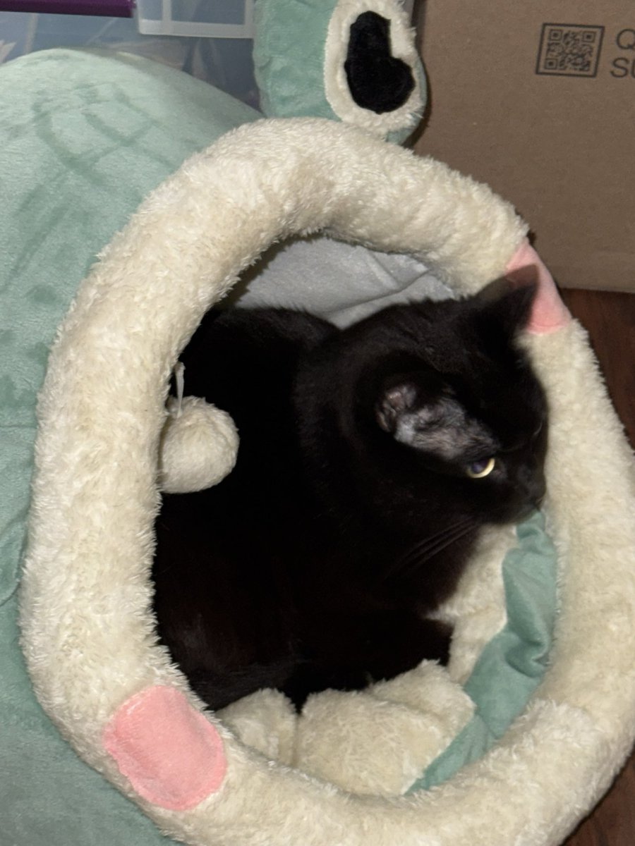 Jiji’s finally using this cat bed that was bought for him a year ago