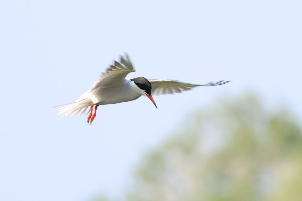 cranky1456's tweet image. Just enough time left to get my #FlyDay post in, with captures from Summer Leys Nature Reserve on Wednesday.
We have a Common Tern, Canada Geese, Little Egret & Greylag Goose with their wings open
#birds #photography #EastCoastKin #birdphotography #wildlife #BirdsInFlight