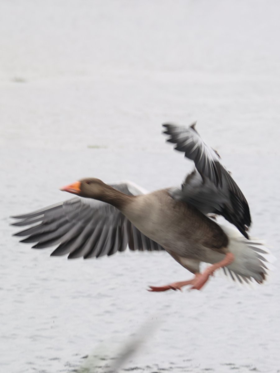 cranky1456's tweet image. Just enough time left to get my #FlyDay post in, with captures from Summer Leys Nature Reserve on Wednesday.
We have a Common Tern, Canada Geese, Little Egret & Greylag Goose with their wings open
#birds #photography #EastCoastKin #birdphotography #wildlife #BirdsInFlight