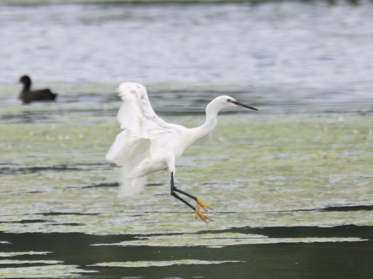 cranky1456's tweet image. Just enough time left to get my #FlyDay post in, with captures from Summer Leys Nature Reserve on Wednesday.
We have a Common Tern, Canada Geese, Little Egret & Greylag Goose with their wings open
#birds #photography #EastCoastKin #birdphotography #wildlife #BirdsInFlight